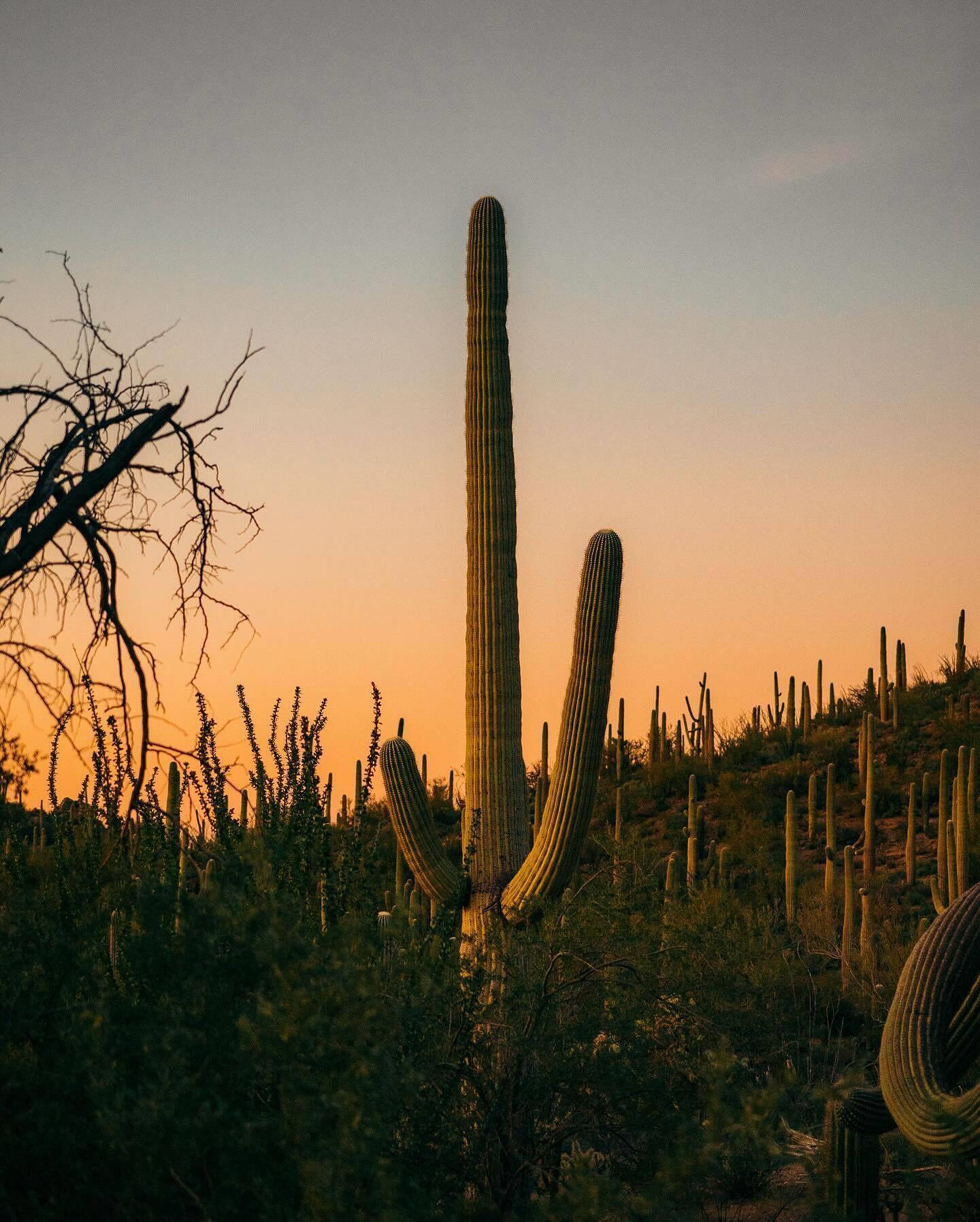 Saguaros are the largest cactus in the United States. Th...
