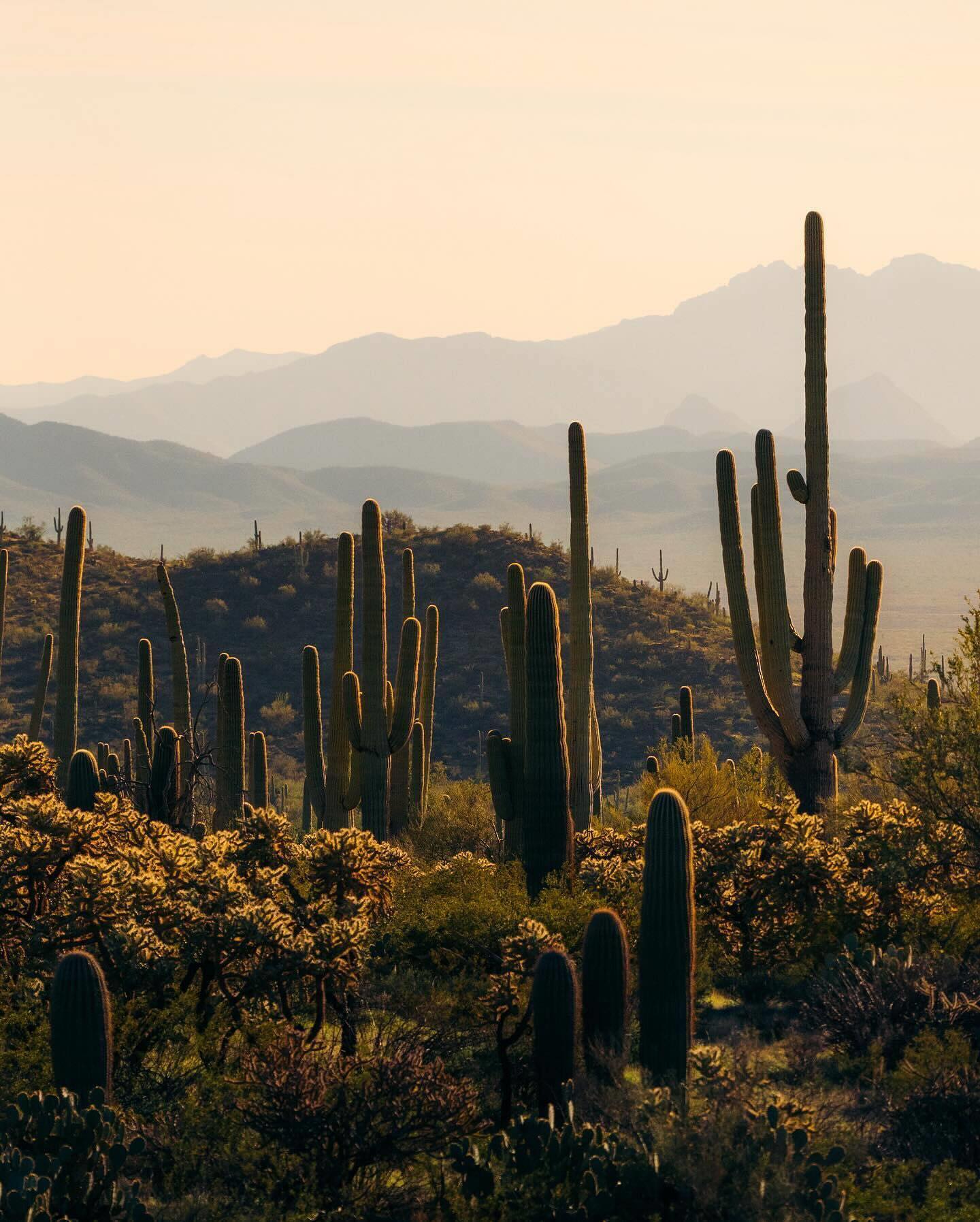 Saguaros are the largest cactus in the United States. Th...